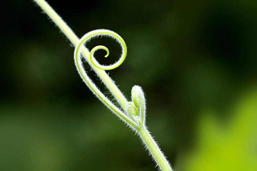 扫落叶优美诗句,扫落叶的诗句