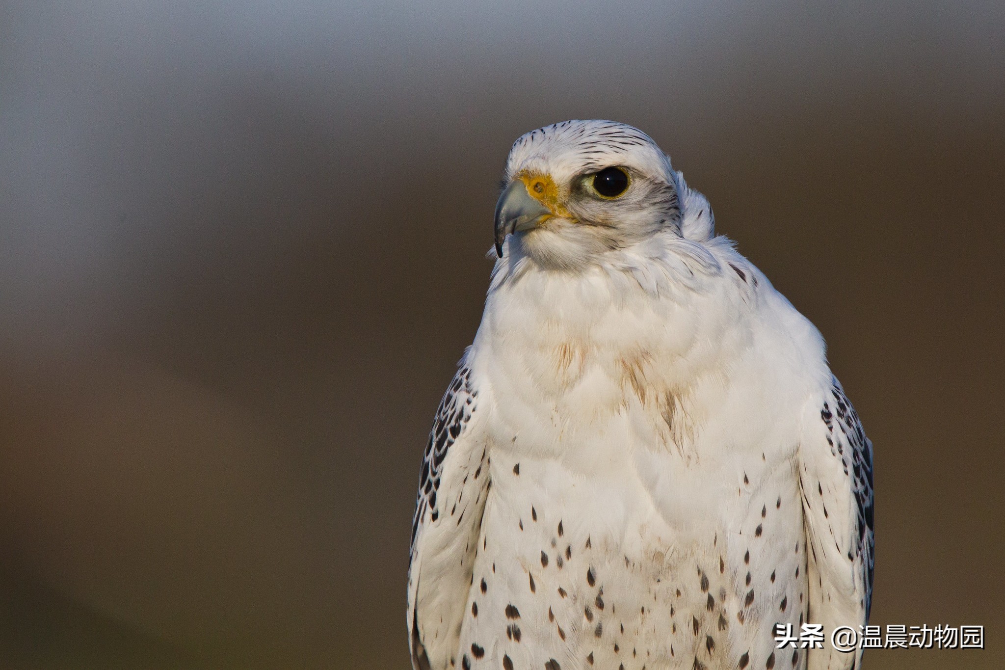 海东青简介和历史,海东青为什么是免死金牌
