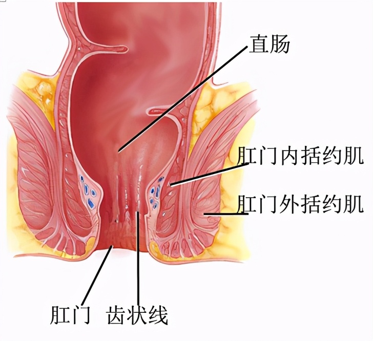 直肠癌手术后为什么大便次数会增多？一般术后多长时间会恢复正常