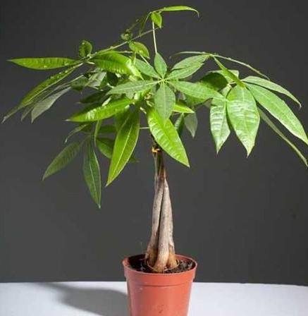 家里客厅适合摆放发财树吗,发财树在家里的最佳摆放位置