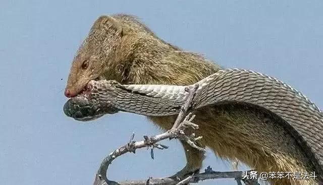 蛇獴吃辣条视频,毒蛇克星蛇獴