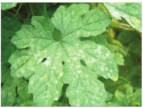 苦瓜疫病用什么药好得快,苦瓜黑斑病图片及治疗方法