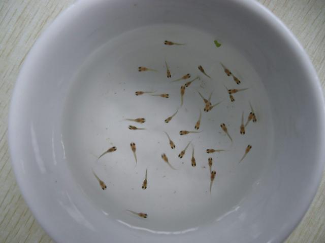 宝宝补钙最佳食物怎么做,如何快速给宝宝补钙最快最有效