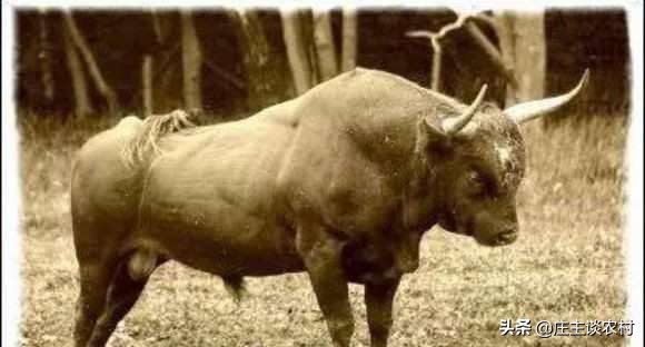 保护的小动物有哪些,保护类小动物