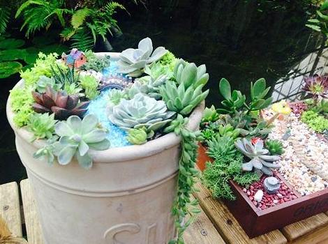 多肉淋雨了怎么处理,多肉夏季淋雨了要怎么处理