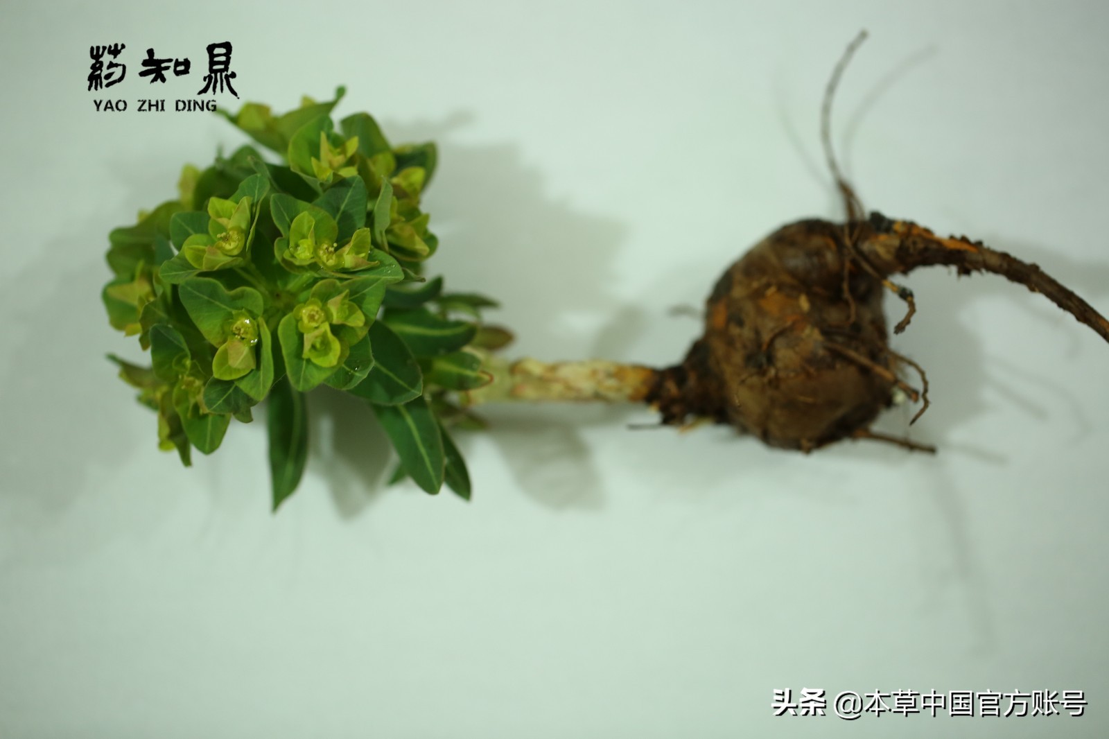 【本草百科·药知鼎——狼毒】花美却是恶毒之药，杀飞鸟走兽