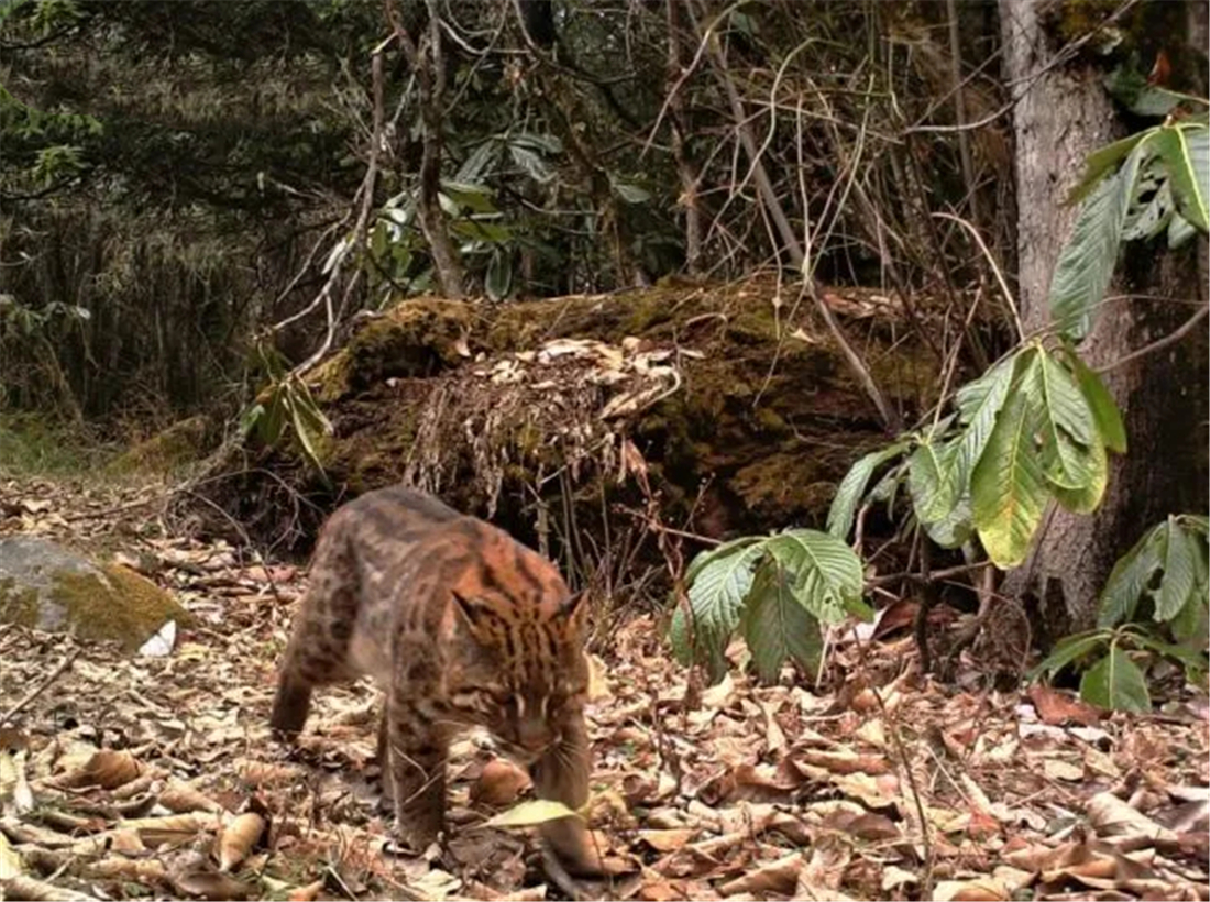 广西那标石山发现山彪,下山捕食村民养的鸡,还敢对小水牛下手