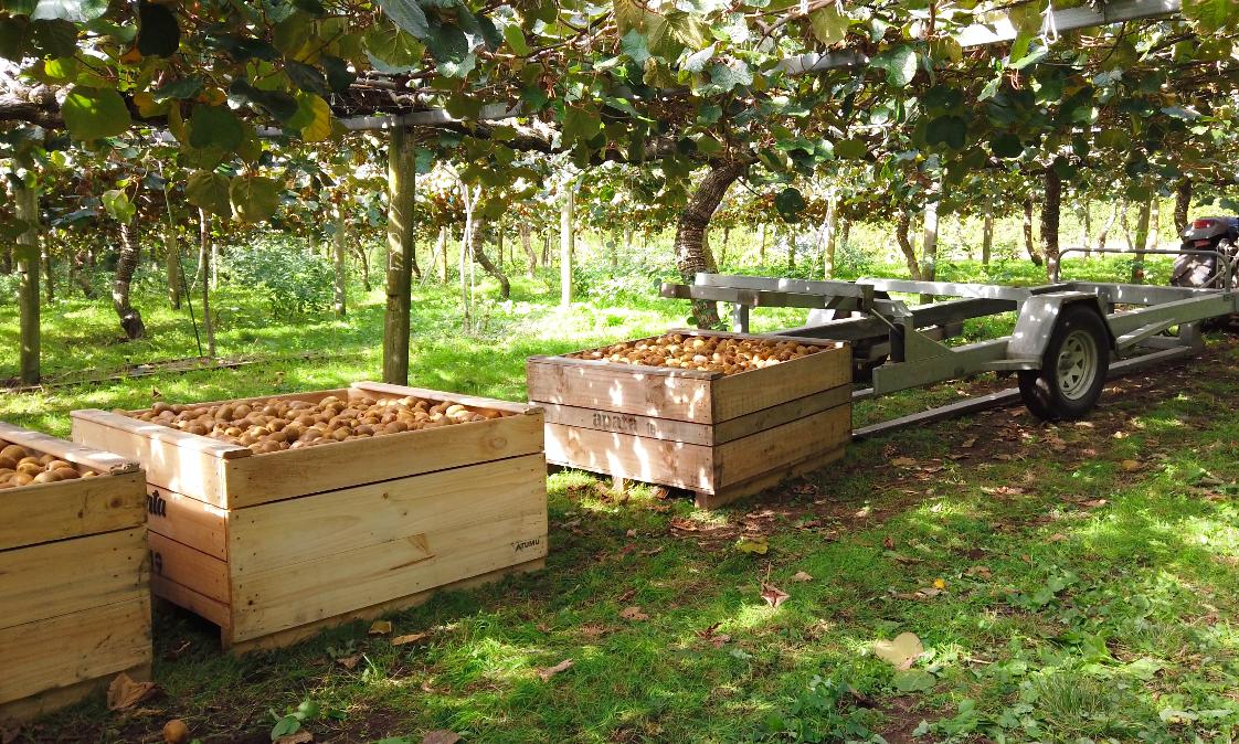 原产于中国乳名鹅莓的土货，被新西兰的土壤孕育成了国际巨星