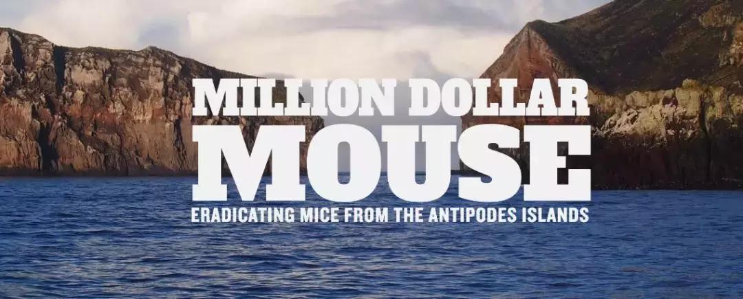 这个新西兰小岛,隐藏的惊世秘密