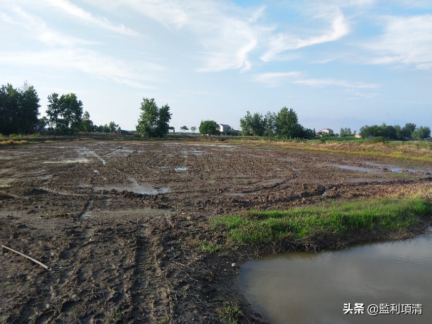 稻田养小龙虾能繁殖吗,一个县百万亩稻田养小龙虾