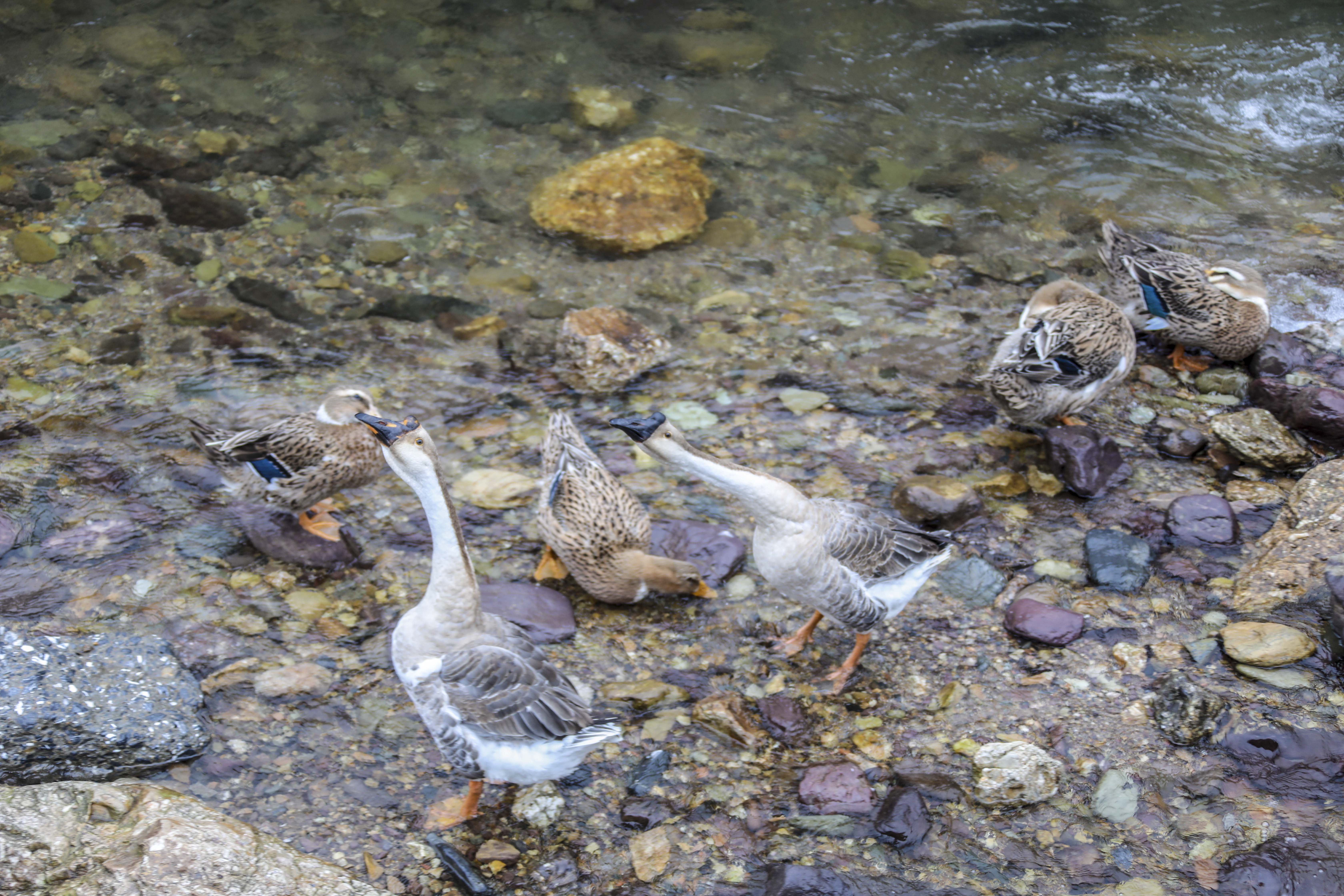 新邵长寿村风景点,邵阳清水长寿村旅游攻略