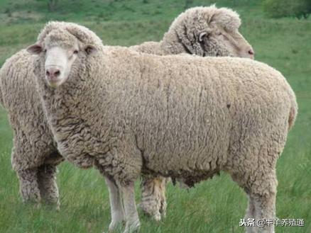 现在哪里羊市羊价最便宜,羊市羊价格今日