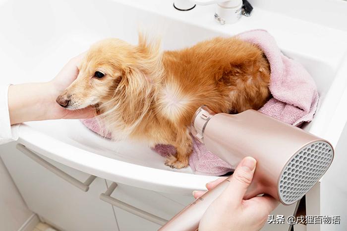 震惊狗狗的行为,震惊狗狗吃饭视频