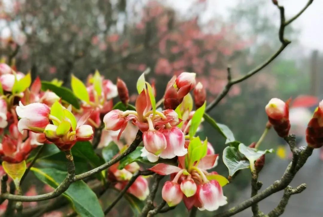 叮咚攻略第一名,南宁大明山景区游玩攻略