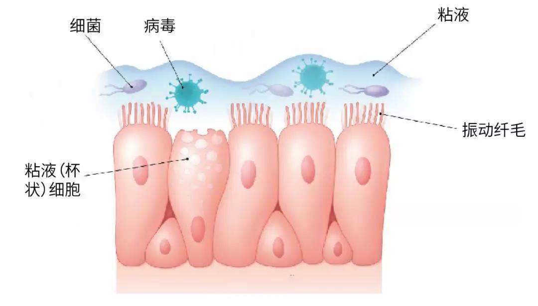 黄鼻涕就是风热吗,黄鼻涕是细菌感染还是鼻炎