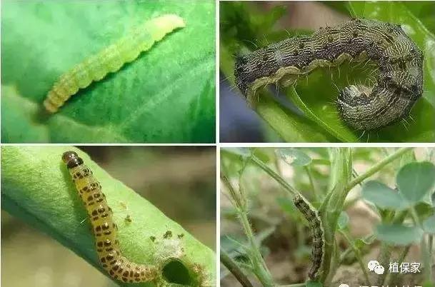 常用农药药剂特性大汇总，千万别错过！！！值得收藏