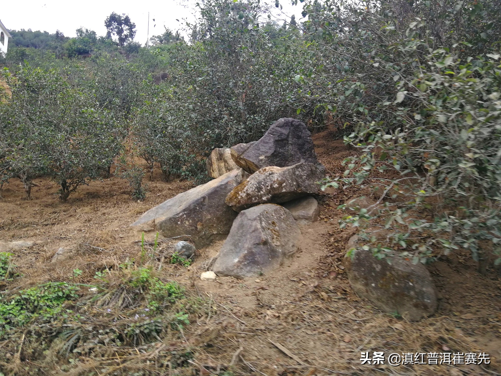 六大茶山号级普洱茶评测,昔归茶山行普洱茶