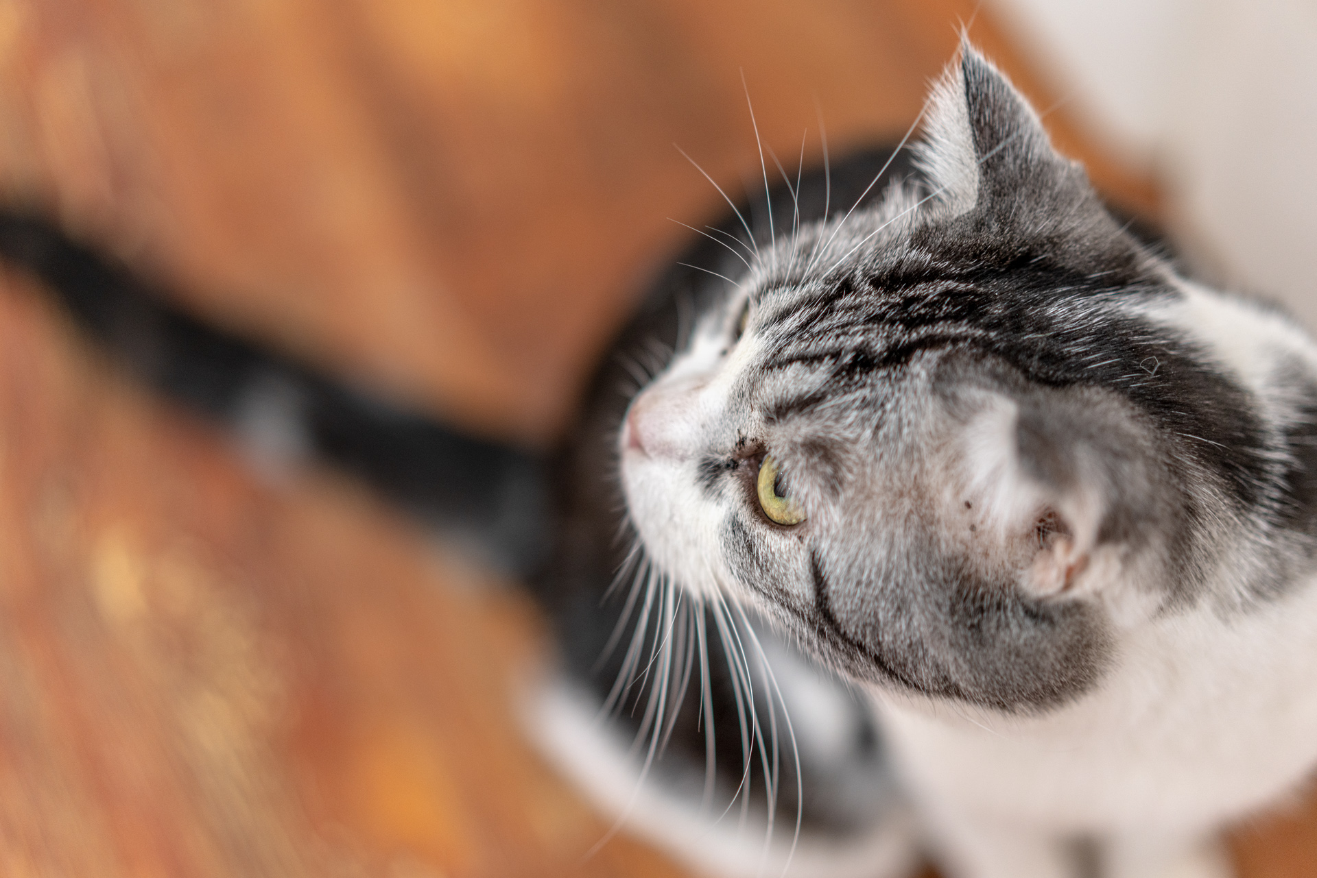 Sonnar（索纳）眼中的猫——索尼SonnarT*FE55mmF1.8ZA实拍体验