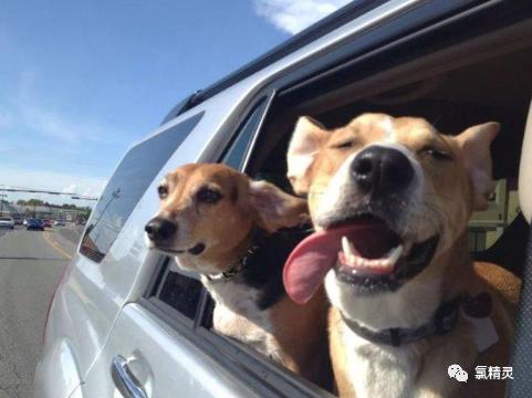 狗尿车里,狗尿车里了