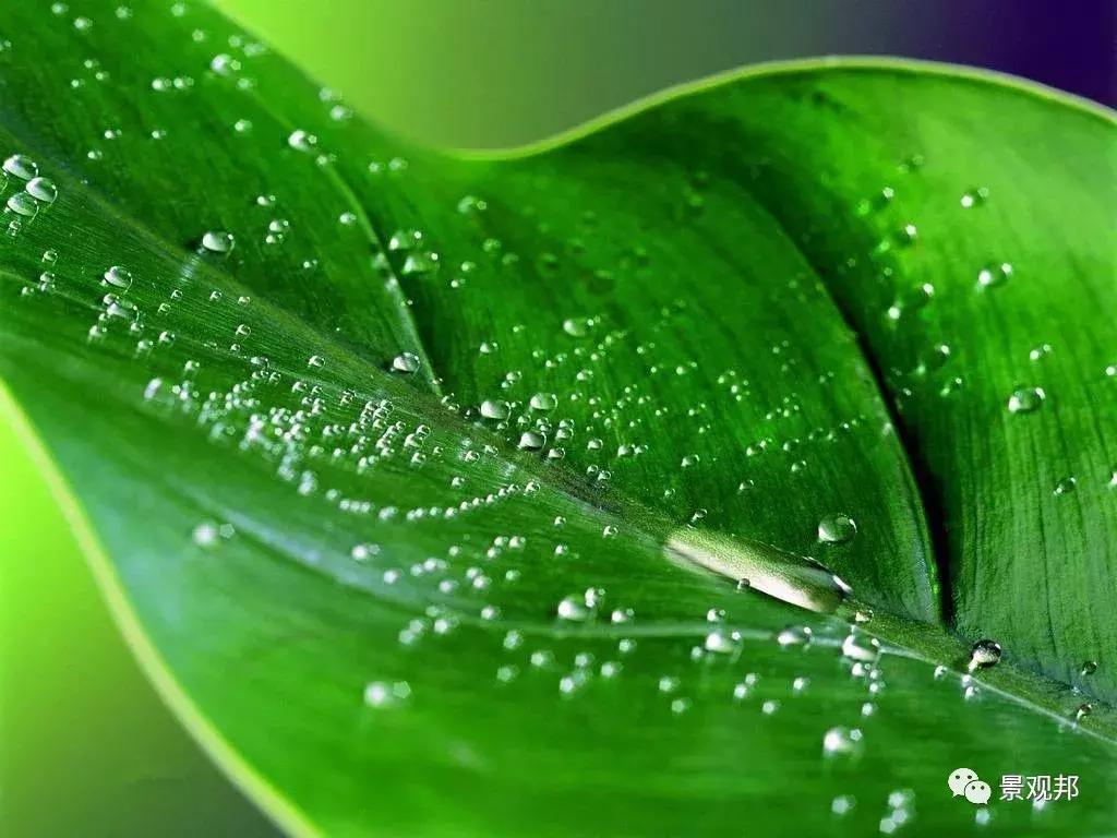 妞嶇墿椋庢按鐭ヨ瘑瑙嗛,妞嶇墿椋庢按涔︾睄