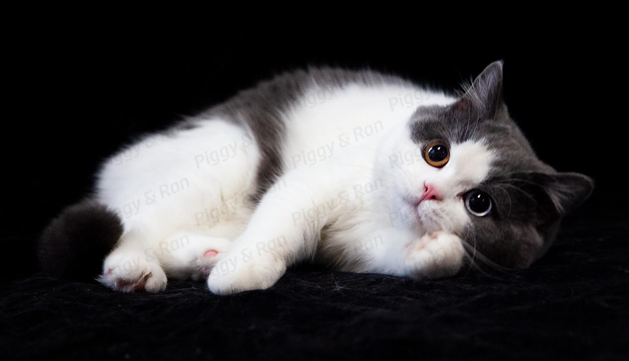 如何选到健康的猫咪,如何选到正规的猫