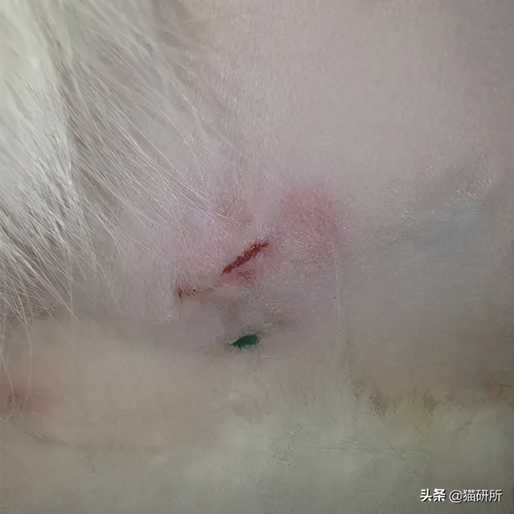 猫咪术后感染是什么表现,猫咪做完手术应激是怎么造成的