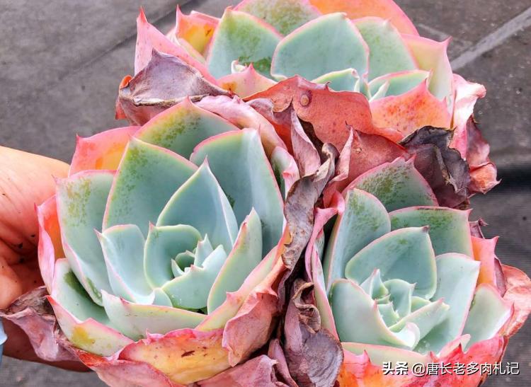 有一种神秘的多肉叫达芬奇密码，它的叶片卷卷的，出状态则仙仙的