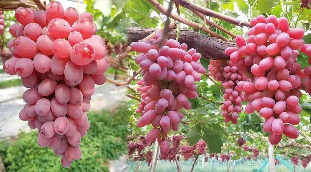 西昌种植葡萄最新规定,西昌种植葡萄的优势劣势