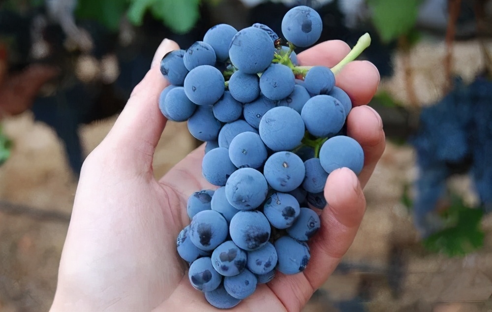 轻松学会6条红酒小知识,你不得不知道的红酒小知识