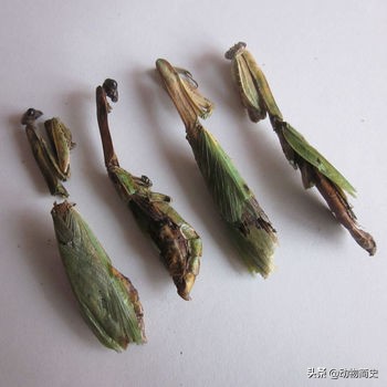 武术功夫螳螂视频,武术当中有没有螳螂拳