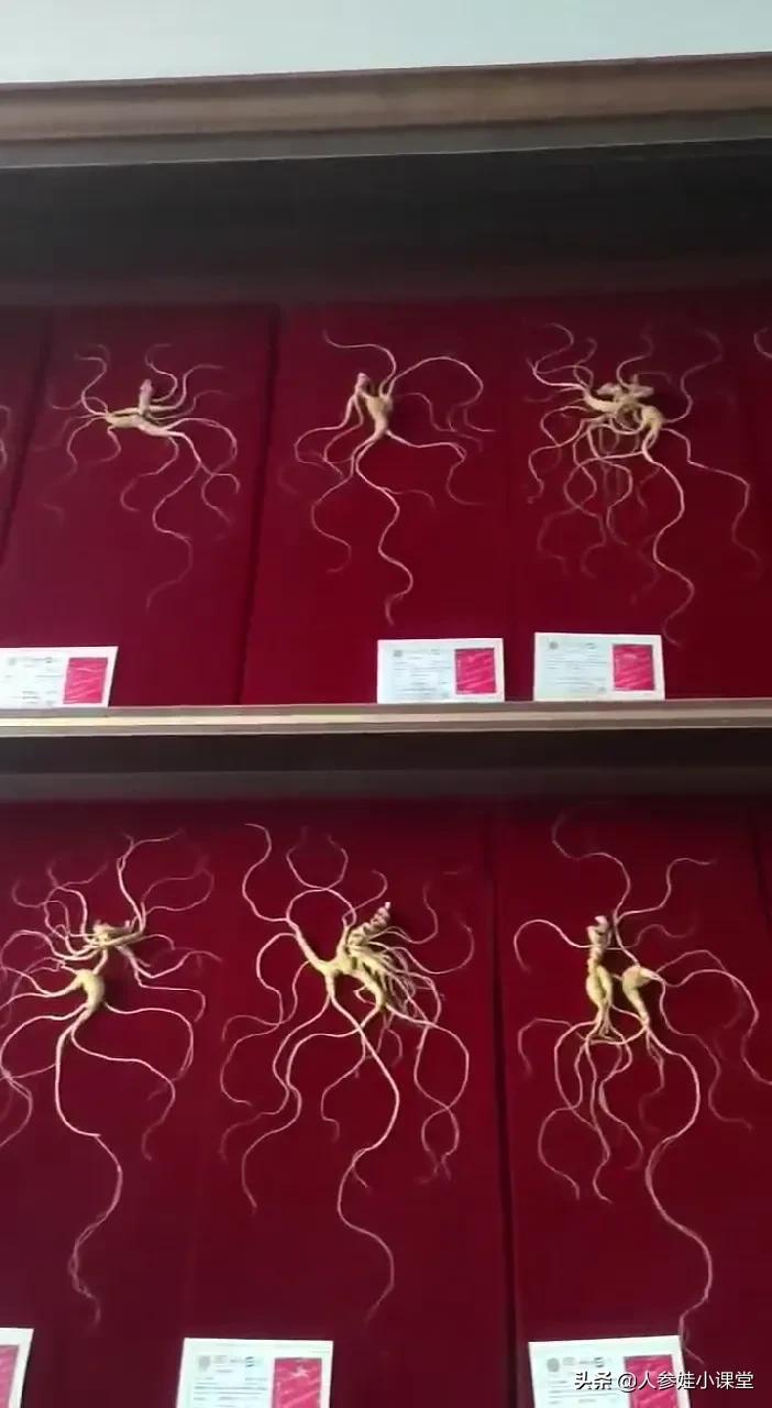 人参和野山参有什么区别图片,科普中药人参