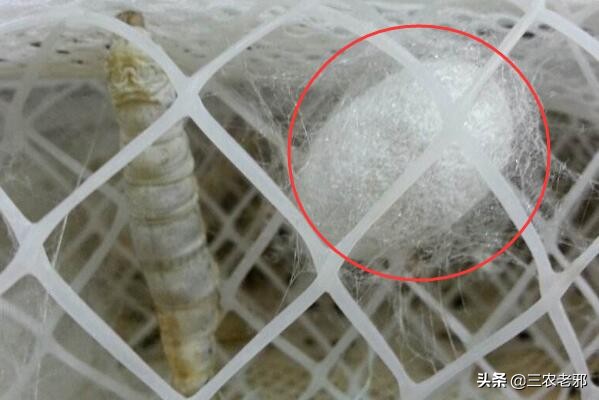 蚕得了白僵病是怎么回事,蚕的白僵病怎么养
