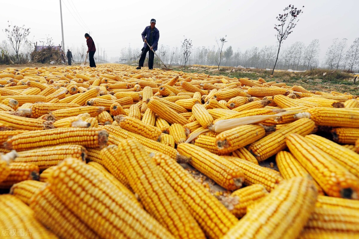 小麦行情十天后玉米价格预测,小麦玉米最新行情及后市交流