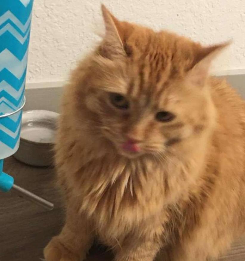 橘猫为了喝水也是拼了,橘猫不爱洗澡怎么办