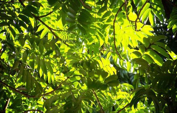 江西省南昌市首批22所足球特色示范幼儿园名单，足球从娃娃抓起