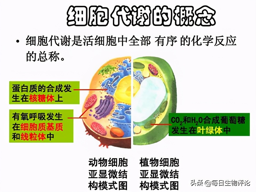 caapase酶活性检测,多酚氧化酶快速检测