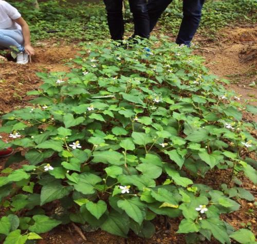 折耳根怎样种植才能高产,折耳根的种植方法和时间和技巧