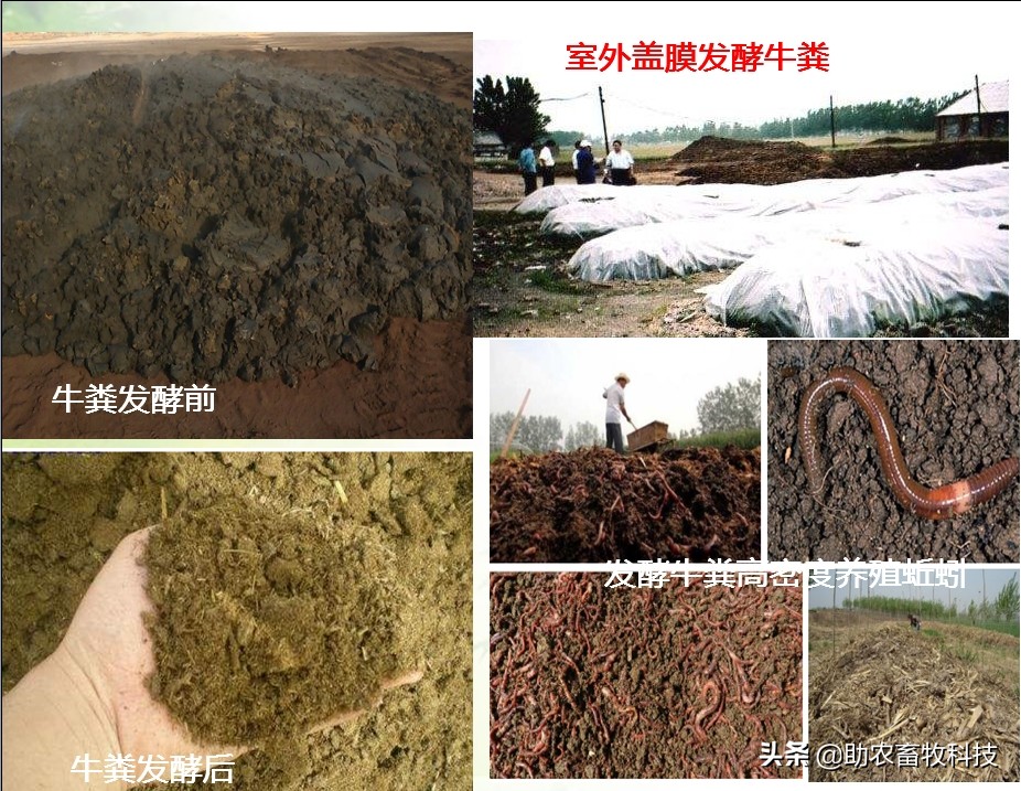 散养牛粪怎么处理干净呢,养殖牛牛粪怎么处理