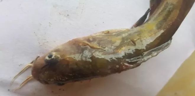 黄颡鱼苗水霉病用什么药,黄颡鱼身上有溃烂是什么病