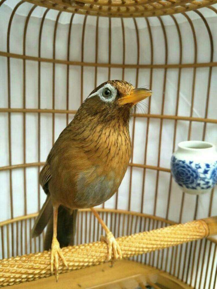 画眉鸟撞笼怎么办,新画眉鸟撞笼的正确方法