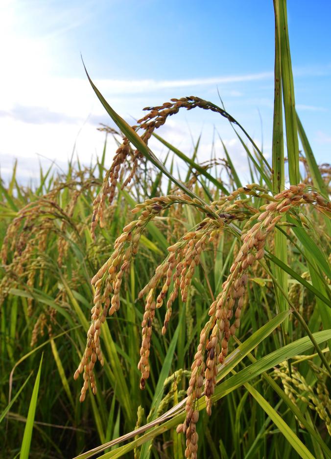 舌尖上的安全感悟,舌尖上的安全全册