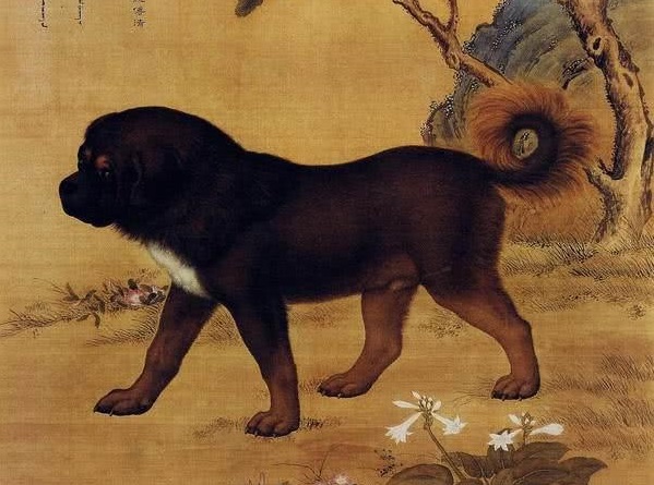 那些年我们养过的狗子,记者揭露藏獒黑幕