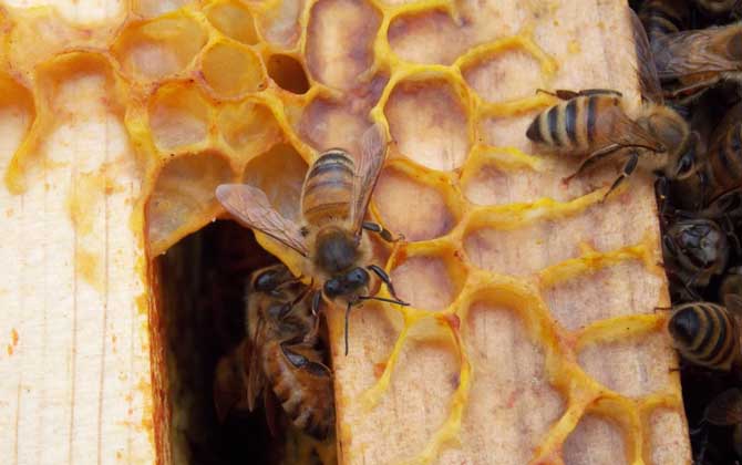蜜蜂病害与敌害防治大全