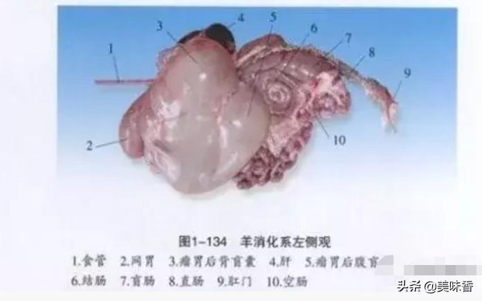 羊有几个胃能干什么,羊有几个胃分别叫什么名字