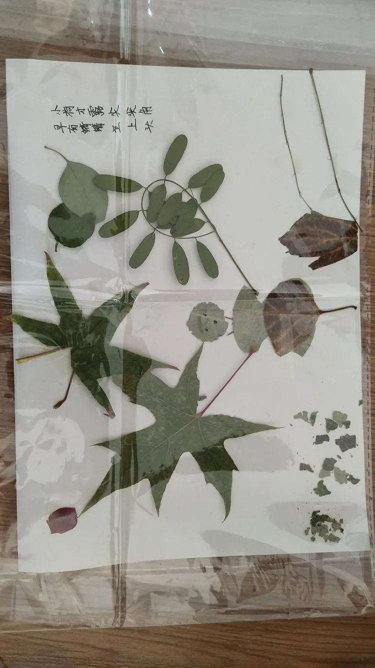 育才中学美丽校园,阜新市育才中学照片