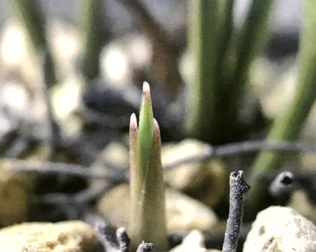 兰花猎人选兰从细节入手,一高兴说出了春兰看芽赌草的奥妙之处