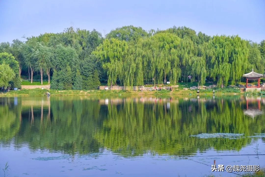 北京北坞公园里的京西稻又熟了,曾经只有皇上才能吃上这儿的大米