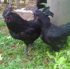 快速带你了解绿壳鸡蛋,揭秘绿壳鸡蛋