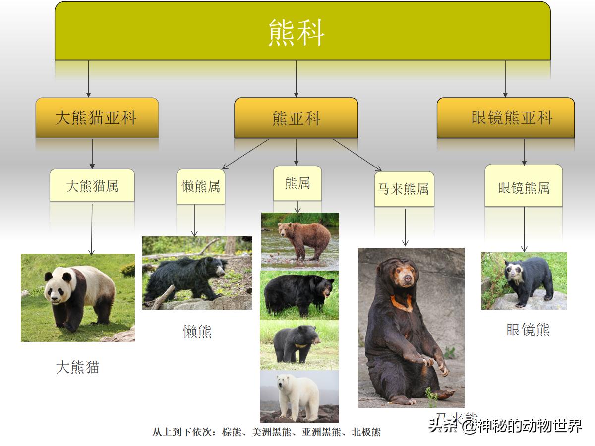 大熊猫不是食草动物却为何天天吃竹子,它如何消化竹子里的纤维?