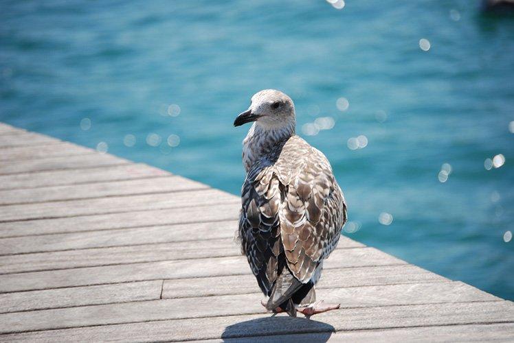 拍鸟类的拍摄方法,拍摄鸟类的入门技巧